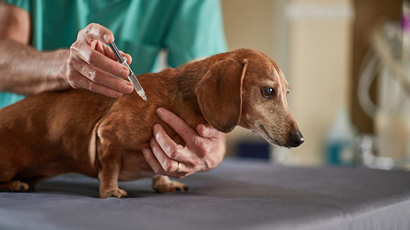 Image of dog getting shots