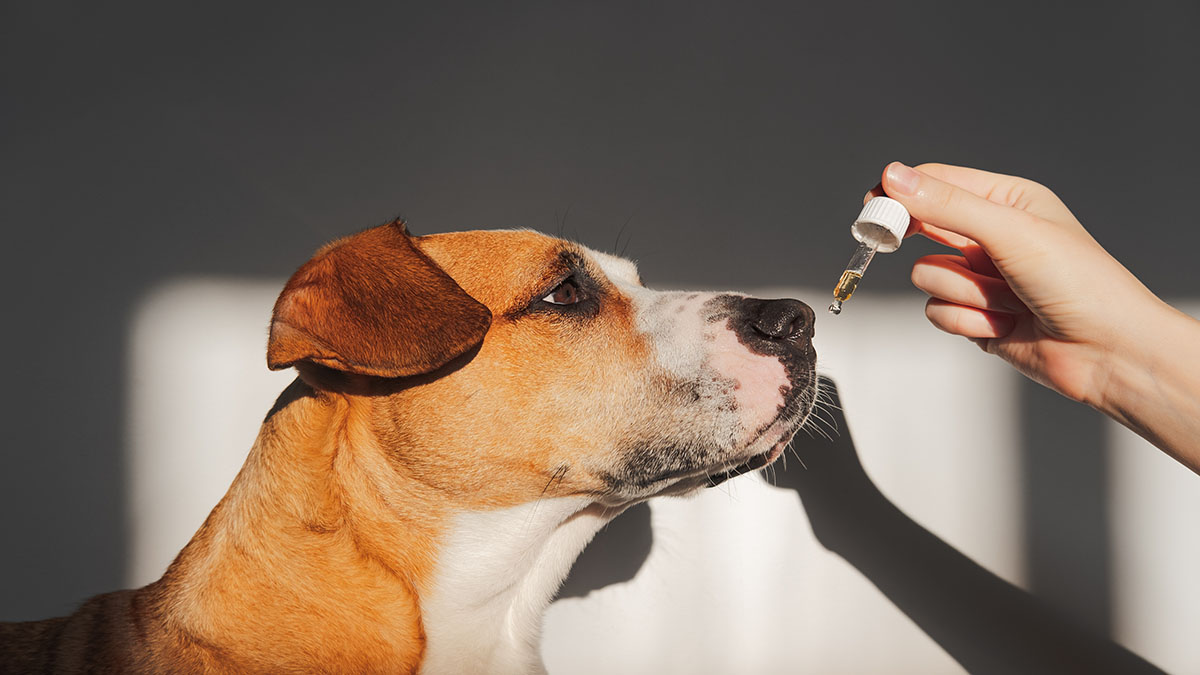 Image of Dog smelling CBD Oil tincture